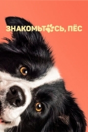 Постер Знакомьтесь, пёс (2022)